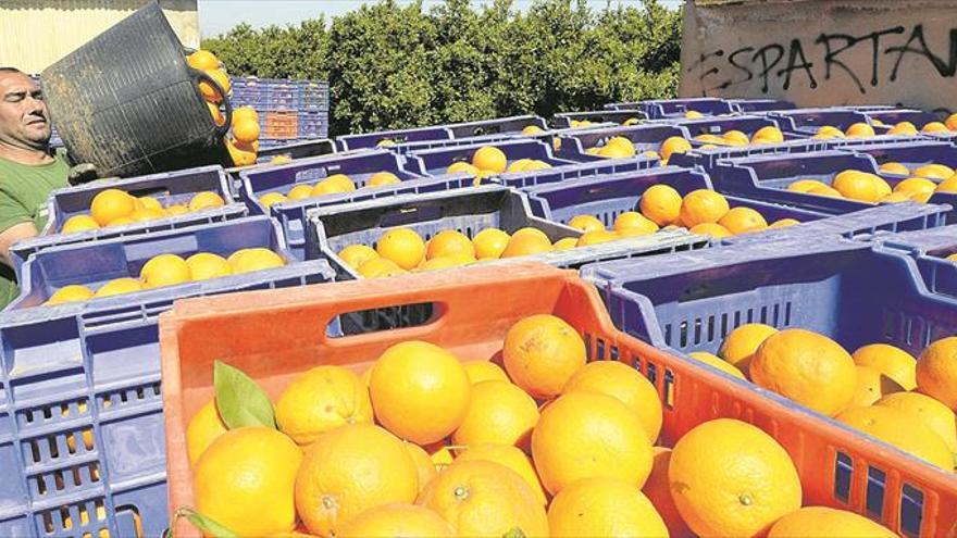 Egipto ya amenaza con superar a España como primer exportador mundial de naranja