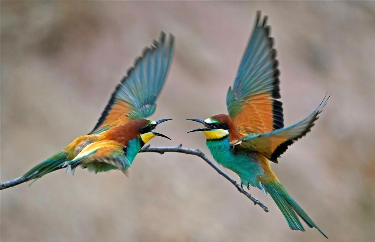 Dos abejarucos se enfrentan en Lambsheim  Alemania. Este pájaro   mide unos 28 centimetros y es una de las especies de aves más coloridas del continente europeo.