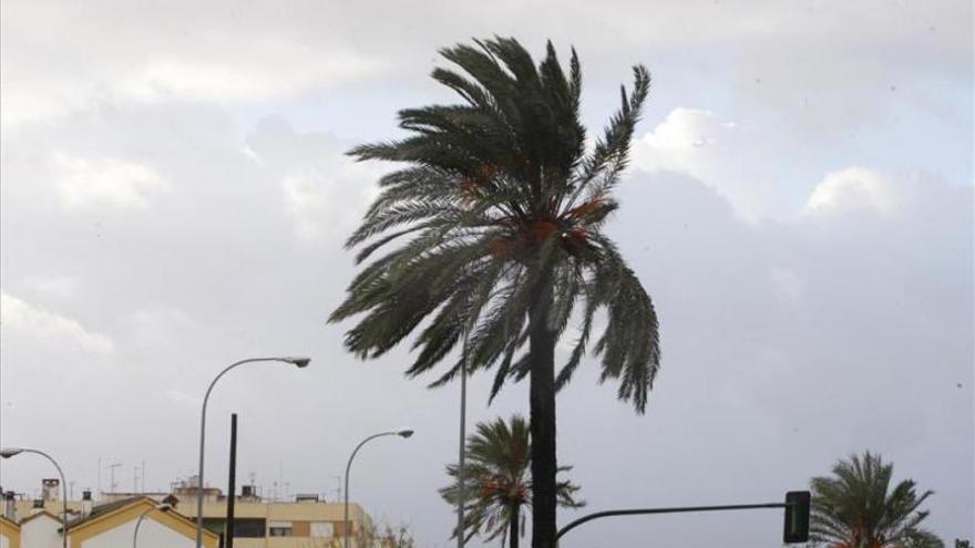 El viento desprende chapas y farolas en Parque Cruz Conde y la Fuensanta