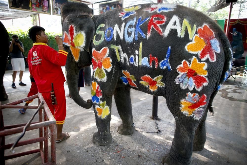 Un organizador decora un elefante para la presentación del festival