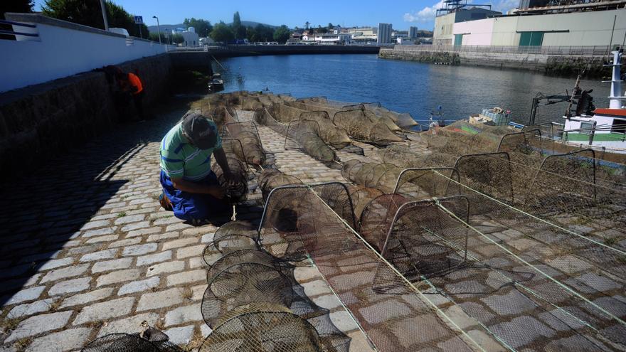 La mejor anguila de la ría de Arousa se degustará desde mayo a octubre