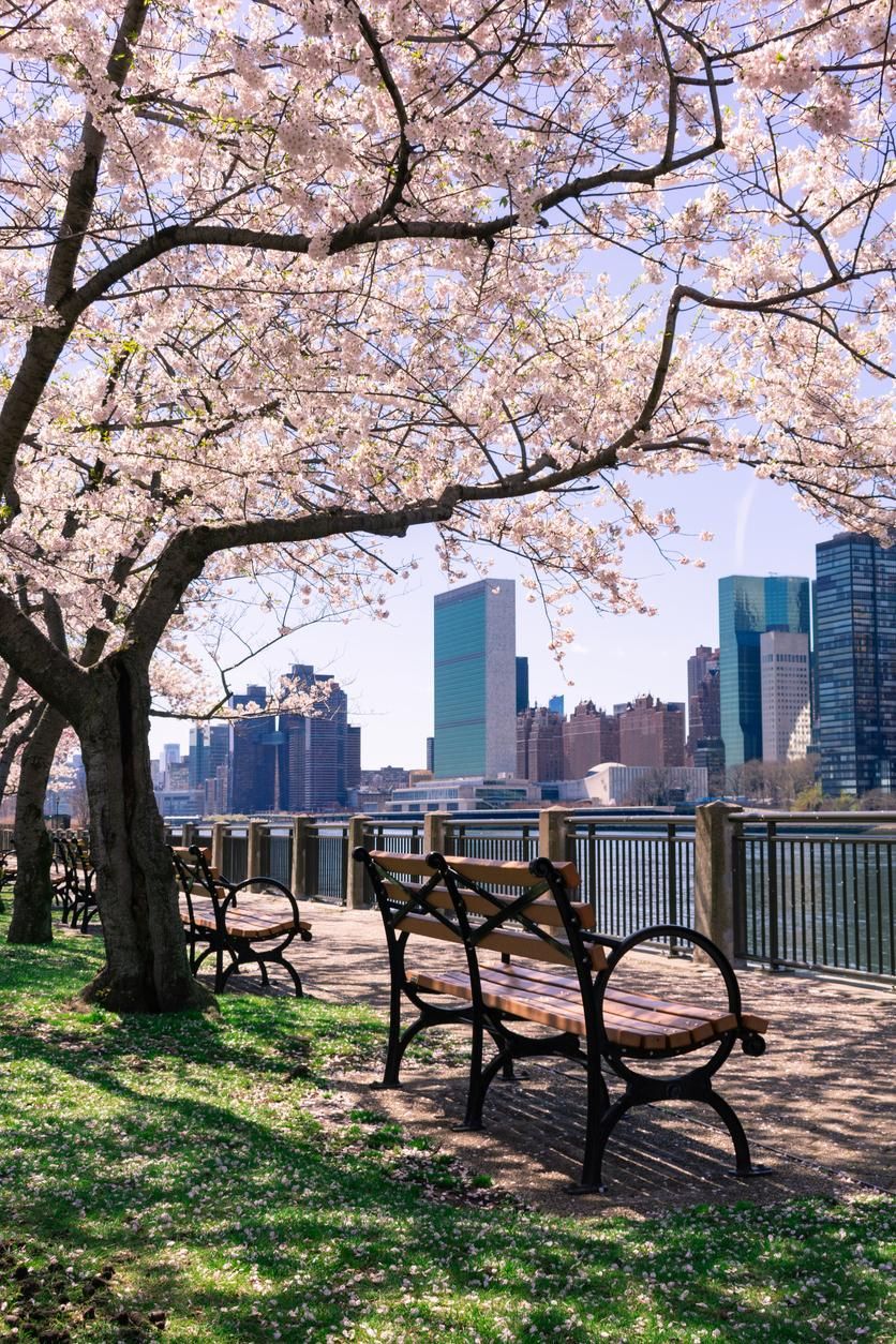 Nueva York cuenta con varias ubicaciones para contemplar la floración de los cerezos
