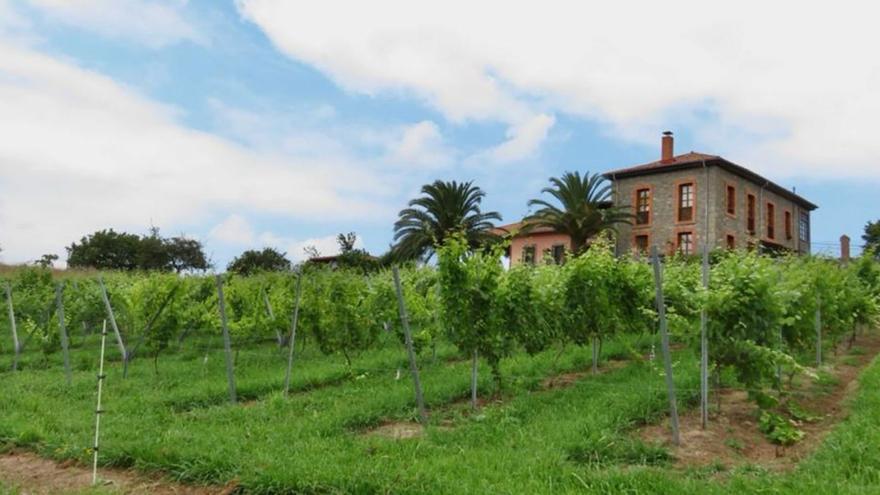 Villaviciosa, de la sidra al vinu: el primer albariño d&#039;Asturies faese en Fuentes