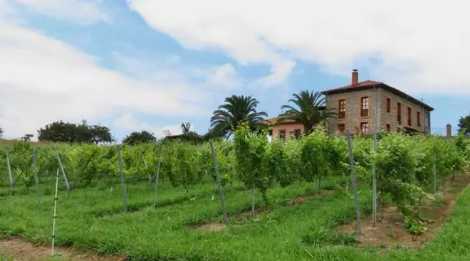 Villaviciosa, de la sidra al vinu: el primer albariño d'Asturies faese en Fuentes