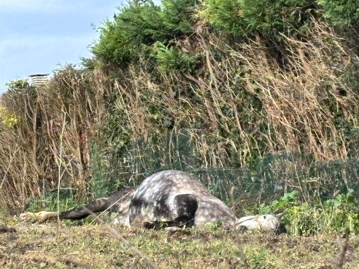 El caballo, muerto
