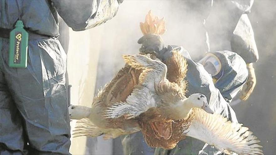 Francia gasea miles de patos en un intento de contener la gripe aviar