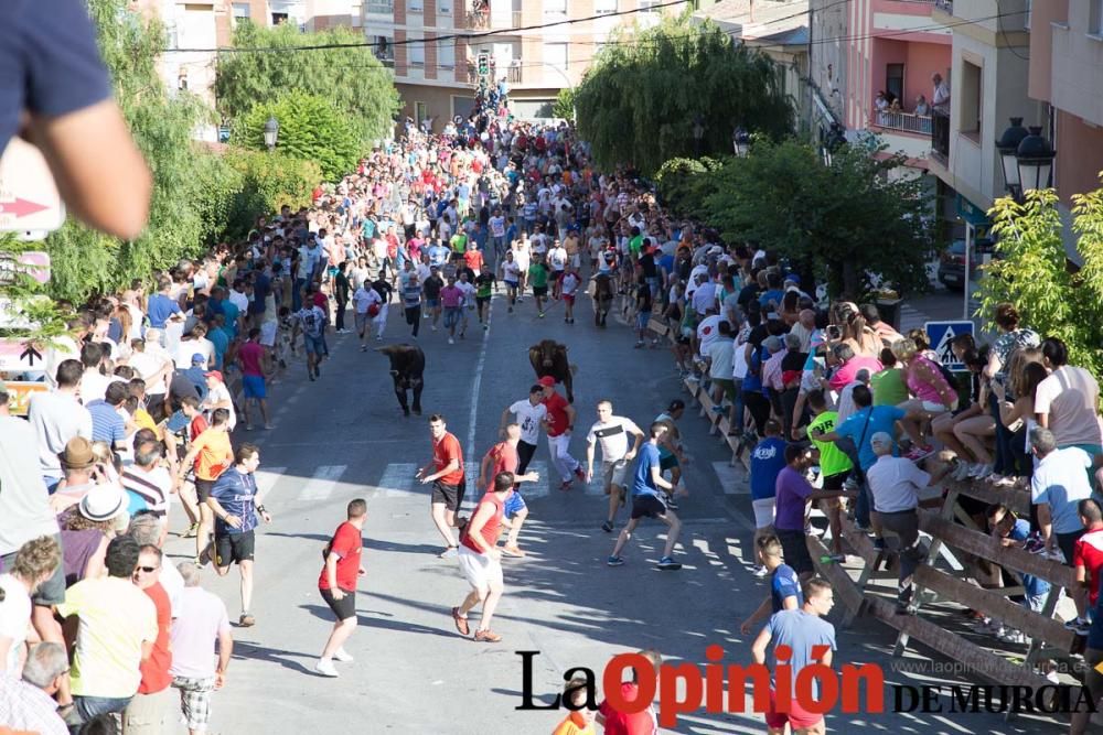 Suelta de toros en Moratalla