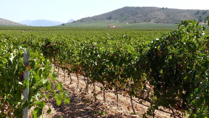 Viñedos cultivados en el término municipal de Villena, en Alicante.