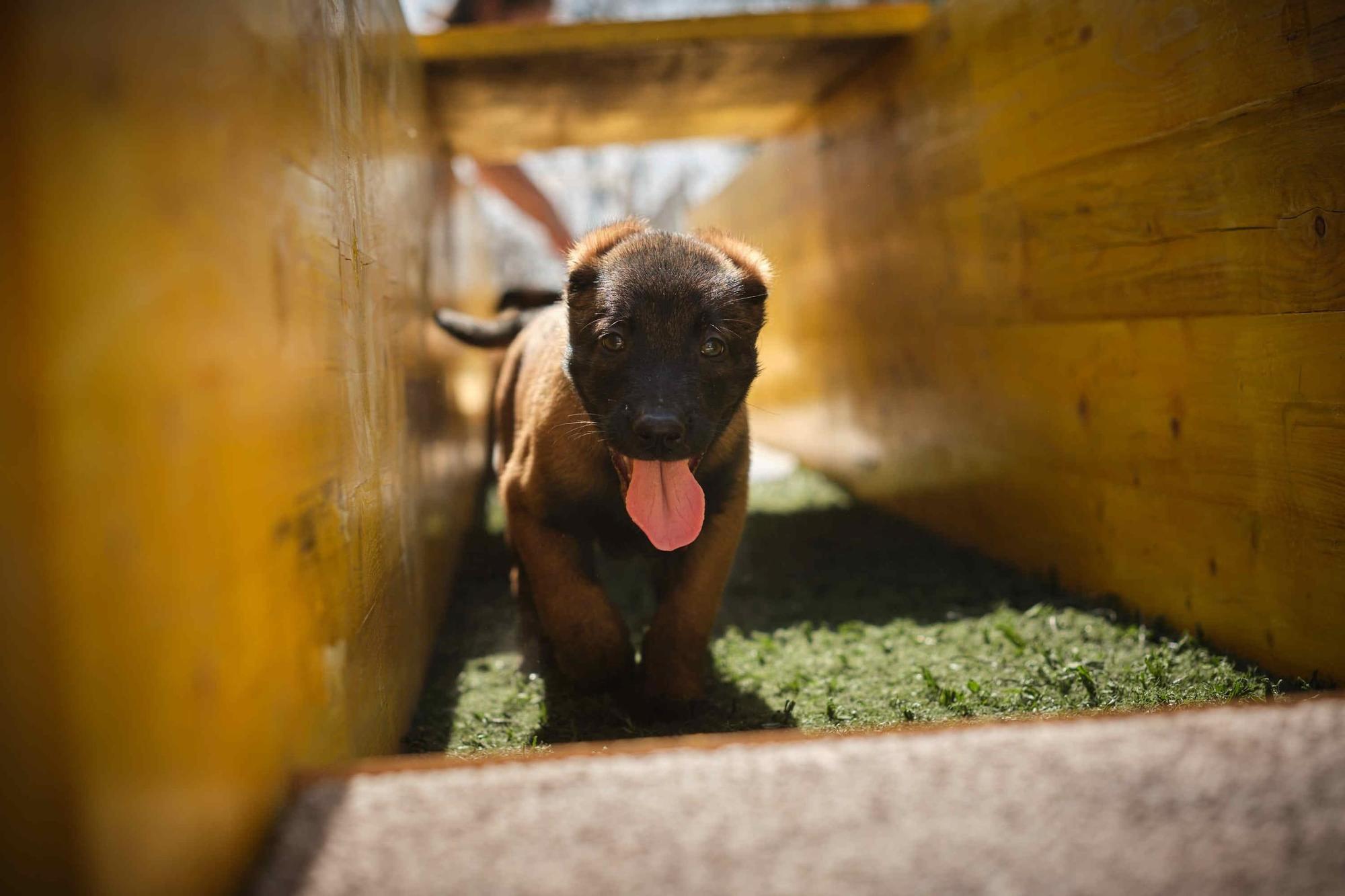 Estos son los nuevos cachorros de la Unidad Canina de la Policía Local de Santa Cruz