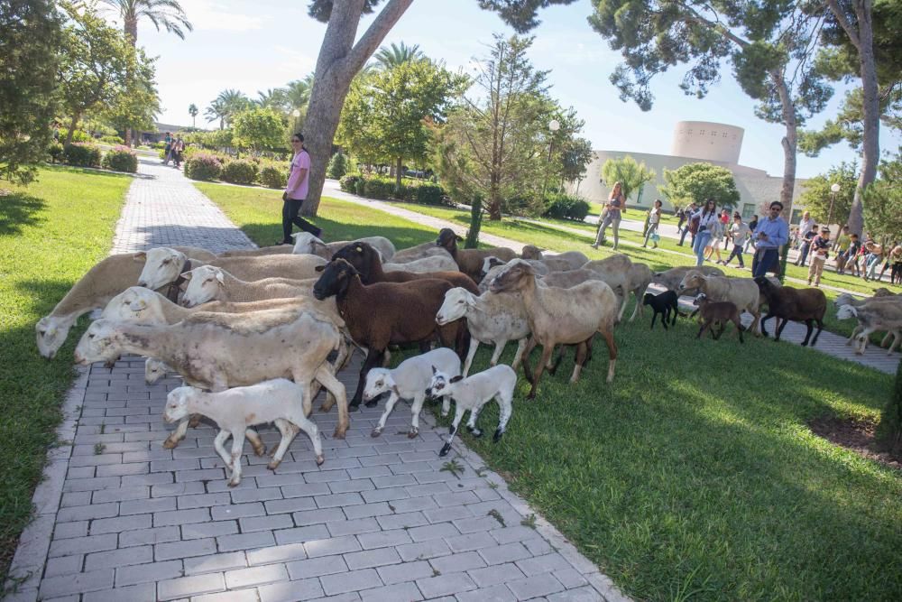 Ovejas por la Universidad