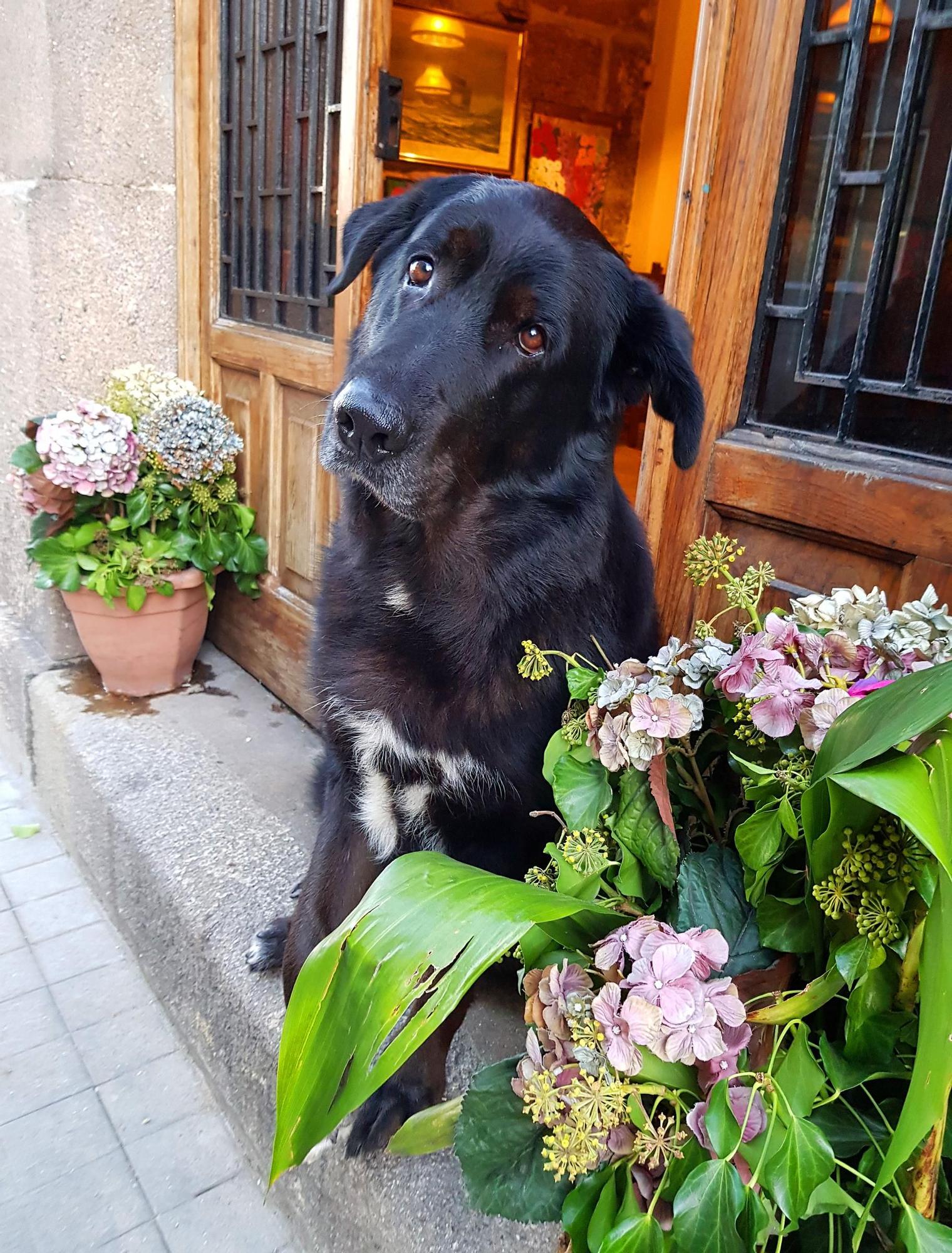 El histórico bar vigués Casa Roucos cerrará por la urbanización de Barrio do Cura