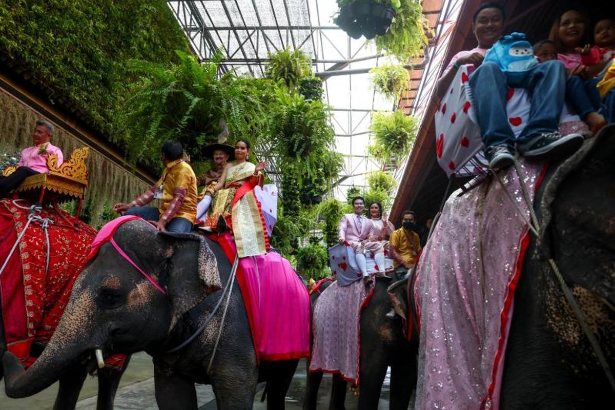 Ceremonia de firma de licencias de matrimonio en elefantes, el día de San Valentín, en el Jardín Tropical Nong Nooch en Chonburi, Tailandia