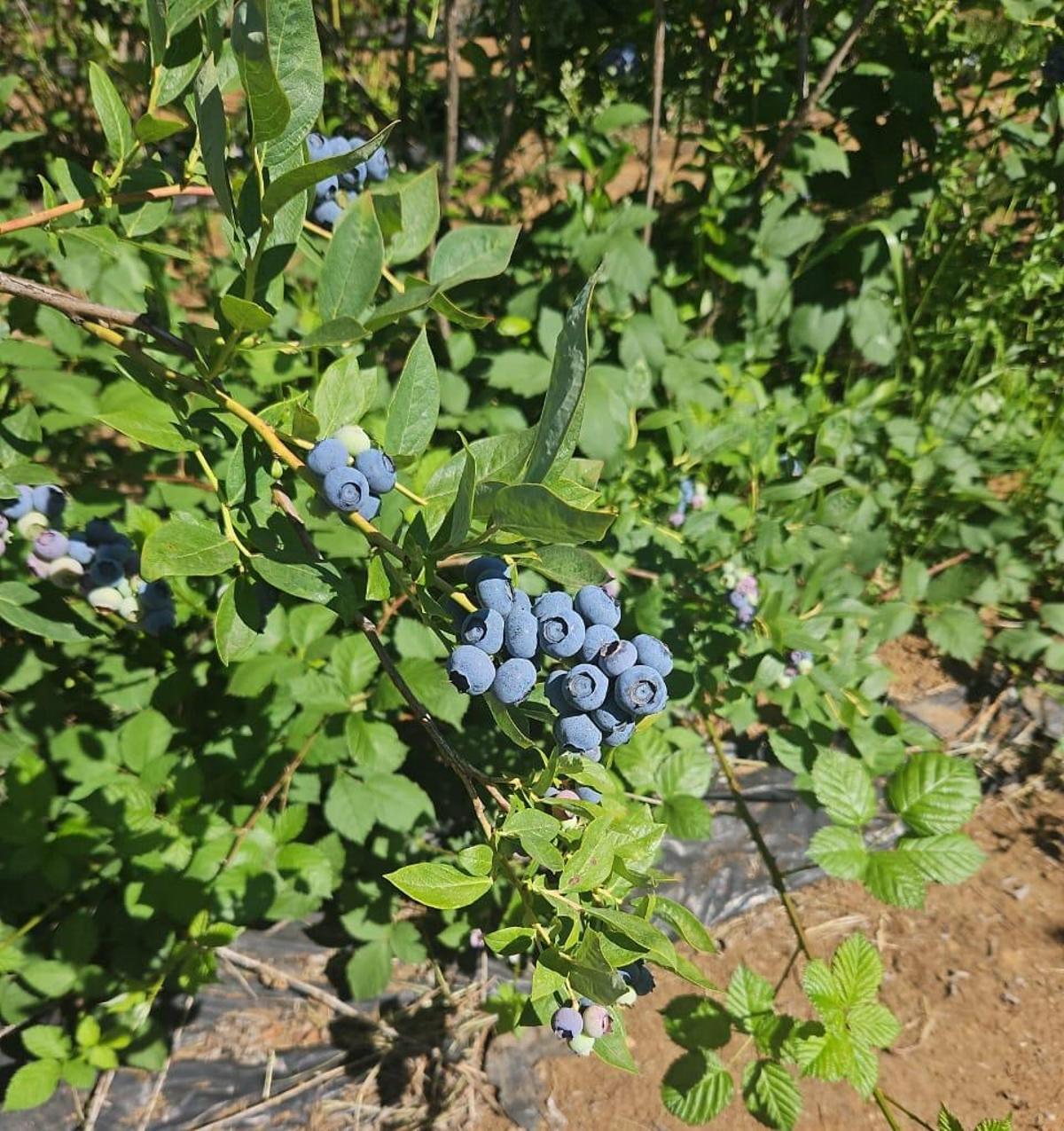 Plantación de arándanos en la región de Biobío, en el centro de Chile.