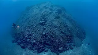 Los fondos marinos de la fajana de La Palma se inundan de vida