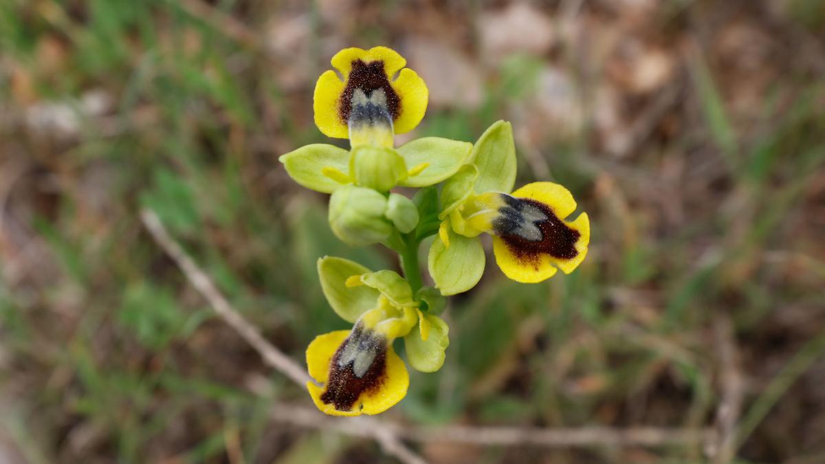 López no esperaba encontrar orquídeas en esta zona.