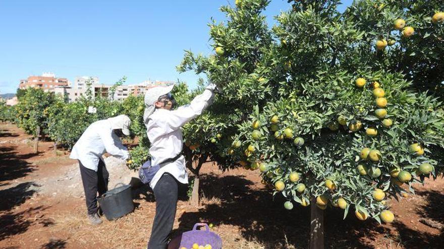 Altos precios y más producción marcan la temporada citrícola en Castellón