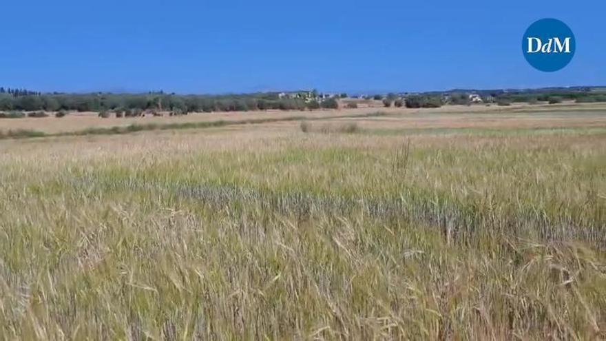El coste de producir cereal en Baleares se dispara 87 euros por hectárea en solo un año