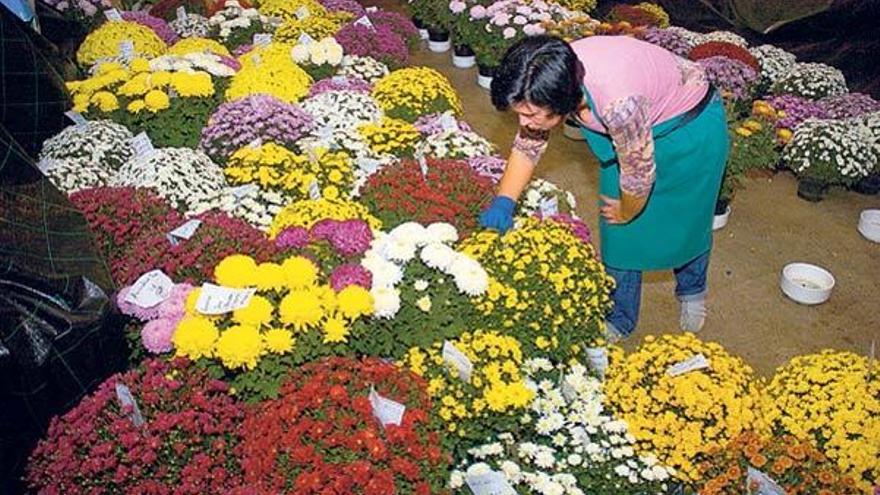 Las floristerías denuncian la venta ilegal de flores de Difuntos, un negocio que ha caído este año un 10%
Centros realizados por la Floristería Rossa de Lalín para el próximo Día de Difuntos. // Bernabé/Javier Lalín