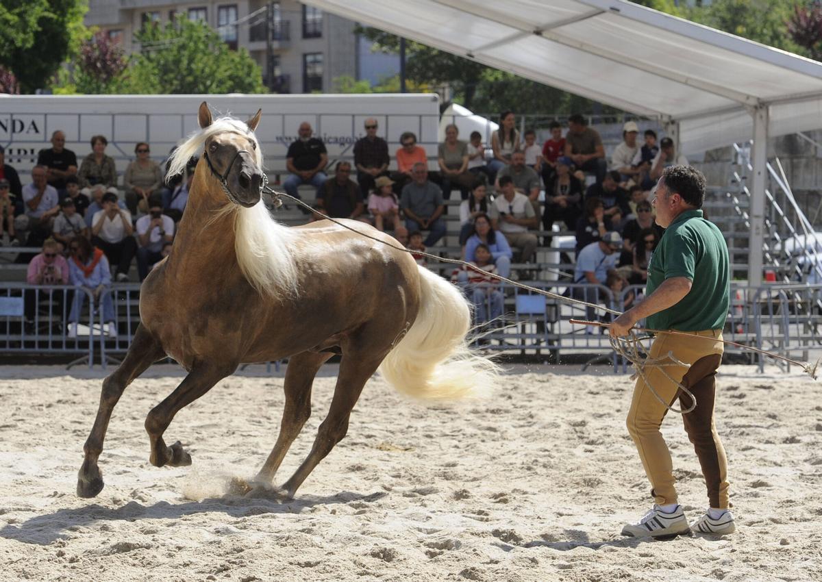 XXXVI Feira do Cabalo de Lalín, 2026