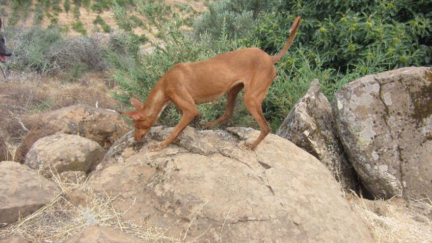 Ejemplar de podenco canario durante la pasada temporada de caza en la cumbre de Gran Canaria.