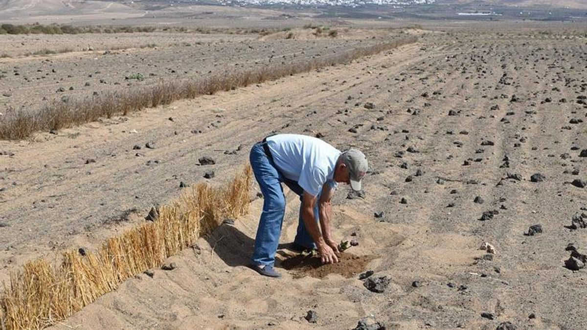 Un agricultor en un cultivo de batata en Lanzarote