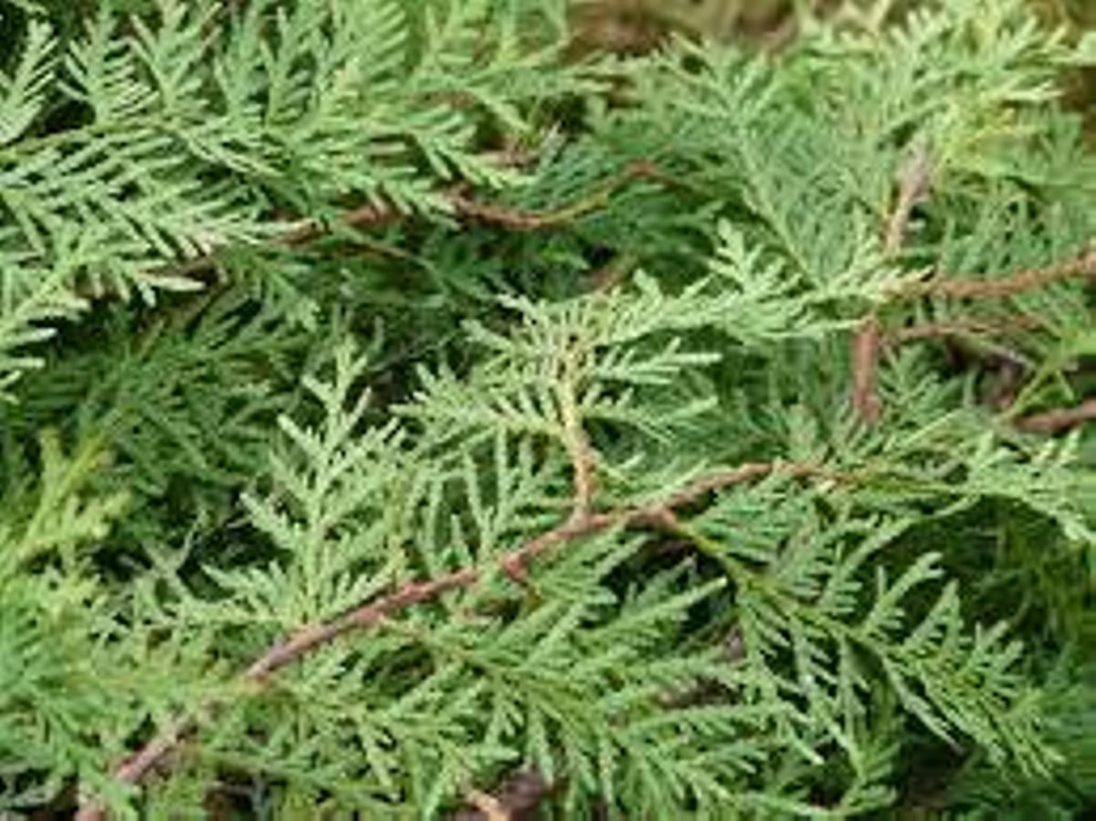 Imagen de archivo de cupresáceas, una de las plantas que más alergia provoca