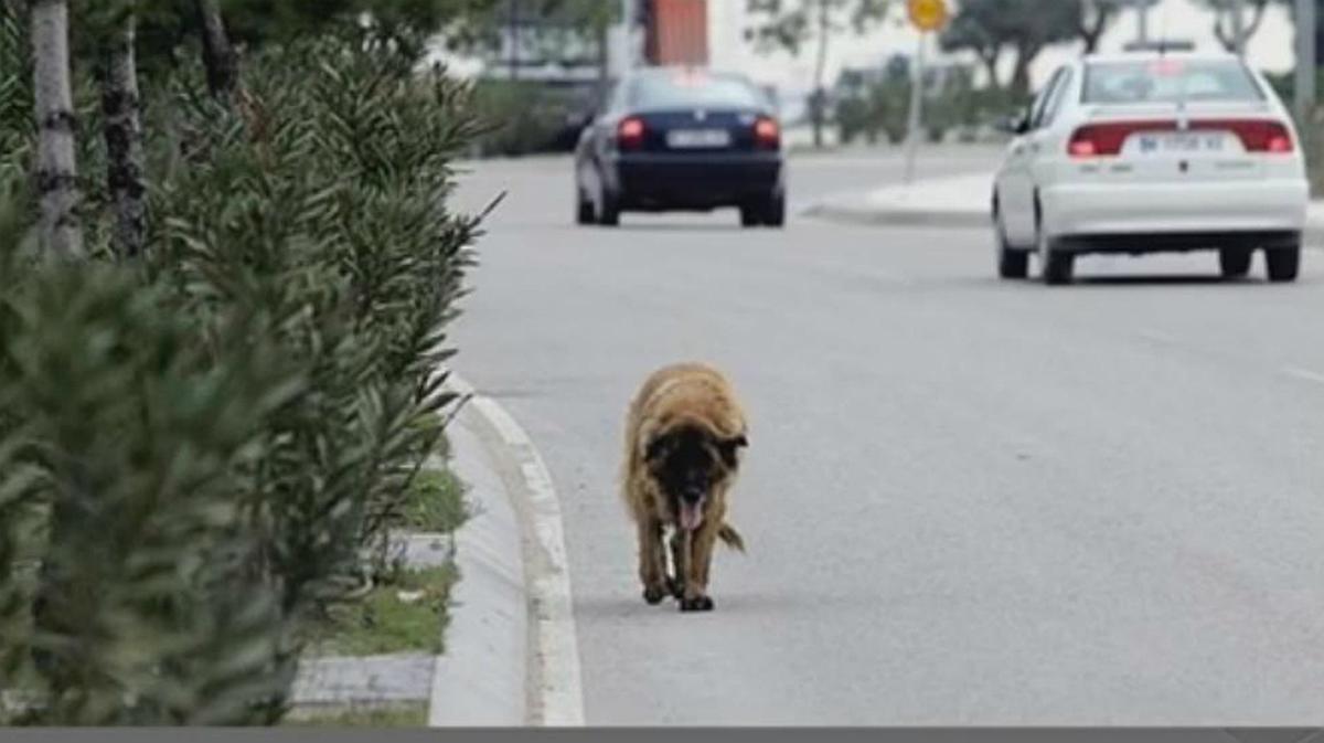 Així funciona l’aplicació ’Estoy perdido’, per buscar les mascotes extraviades.