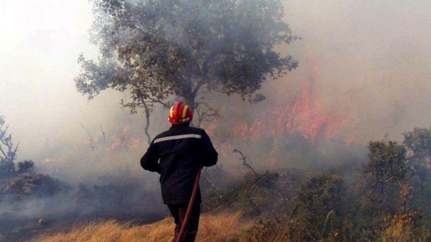El sotobosque australiano necesita hasta 80 años para recuperarse de los incendios