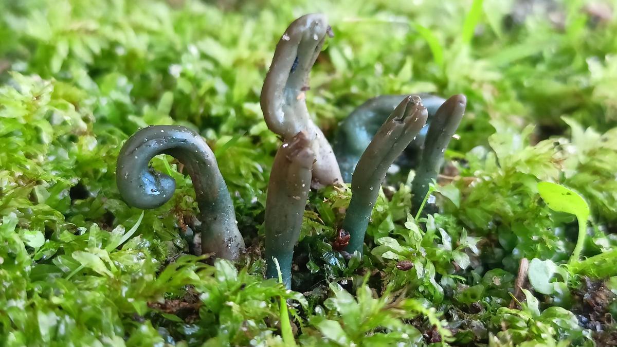 Halladas dos especies inéditas de setas en el Pazo de Mariñán, en Bergondo