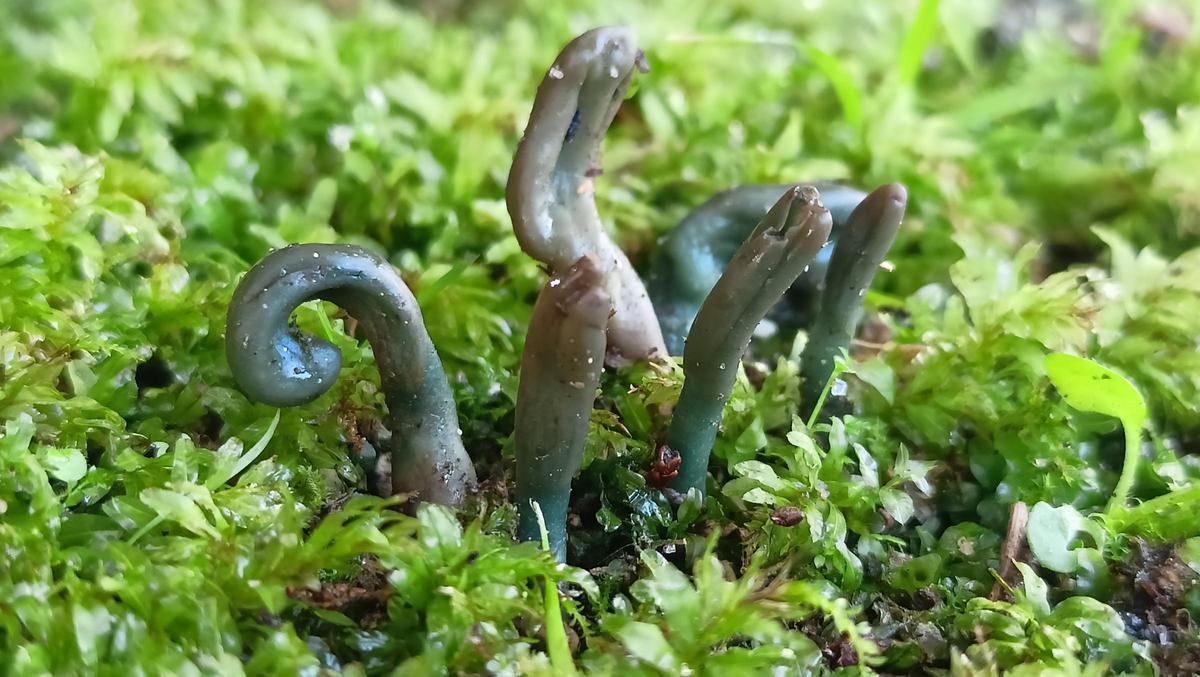 Microglossum truncatum