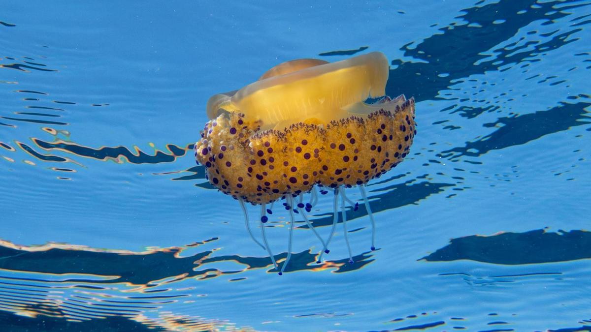 La denominada medusa "huevo frito", cada vez más presente en aguas mediterráneas.