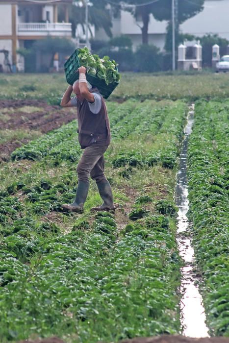 Las lluvias han dejado entre 15 y 30 litros por metro cuadrado en la Vega Baja