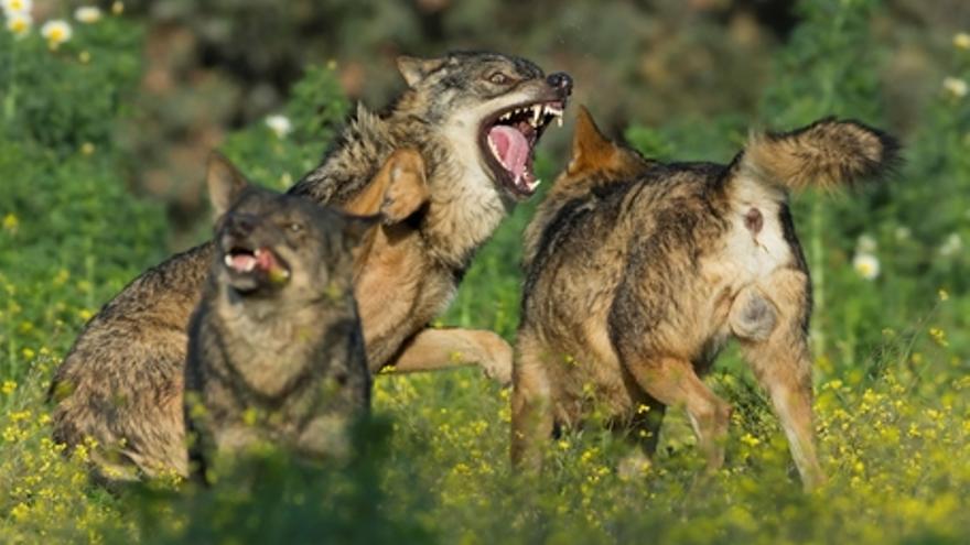 Barbacana, la huella del lobo