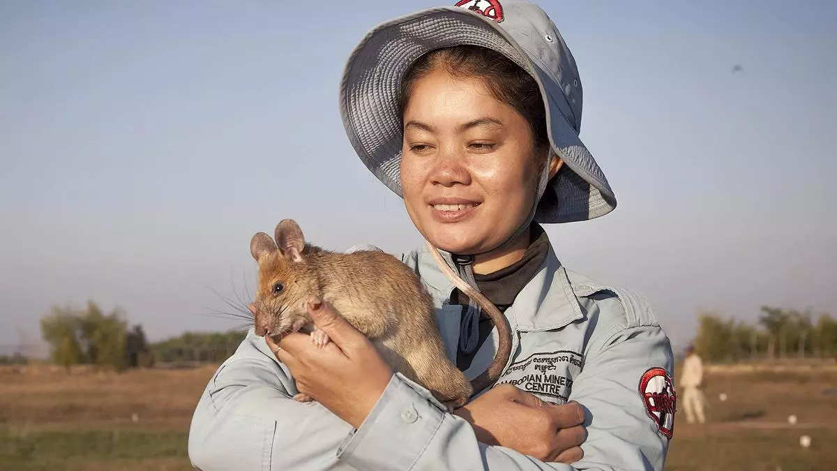 La rata "buscaminas" de Camboya se jubila condecorada