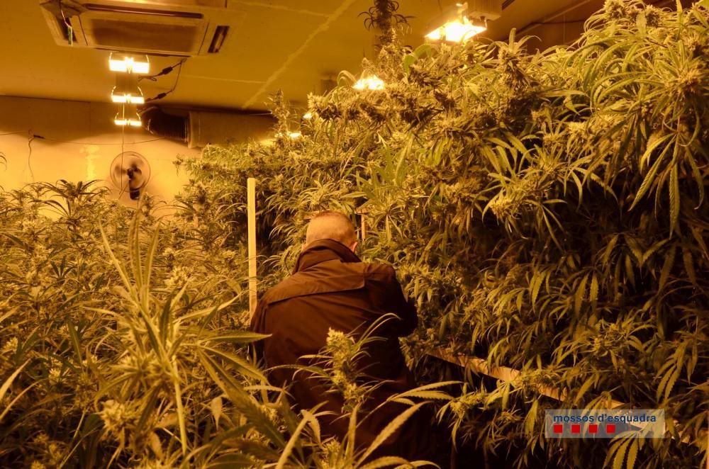 Desmantellen una plantació de més de 1.400 plantes de marihuana en una nau de Vidreres