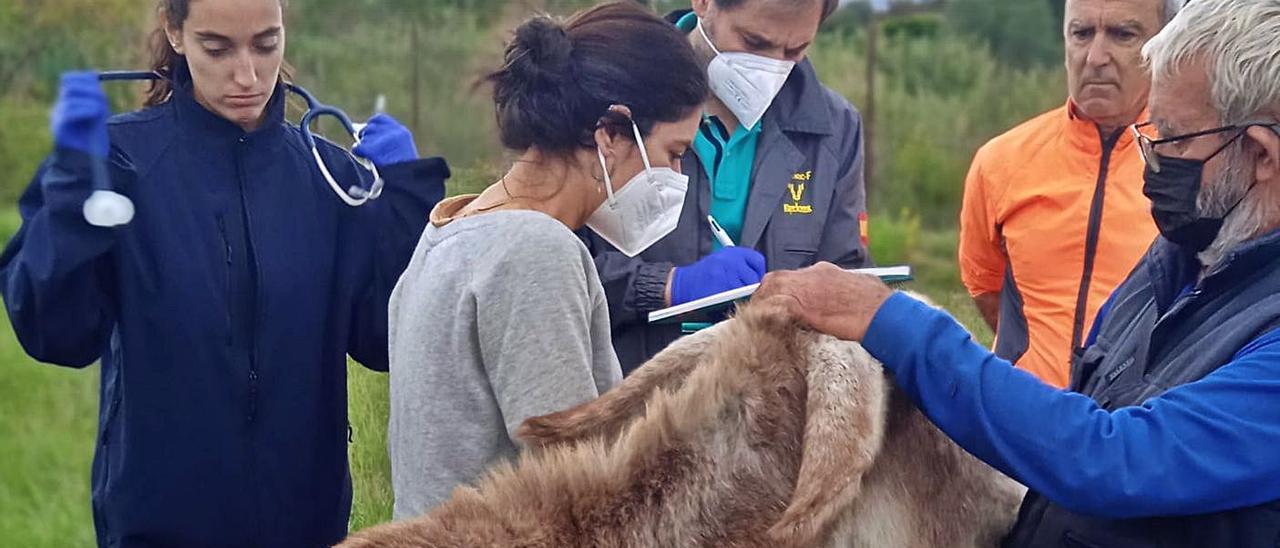 Veterinarios de la conselleria en la finca del dueño de los animales. | LEVANTE-EMV