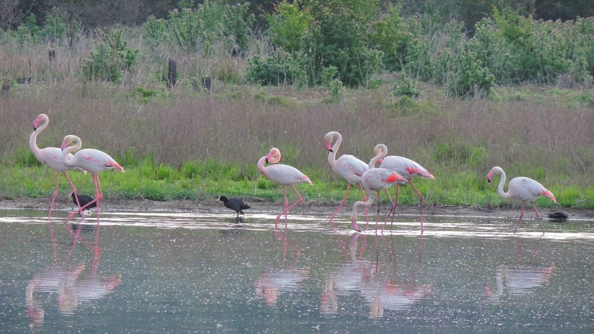 6.000 parejas de flamencos se van de Málaga por el cambio climático