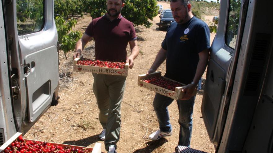 Dos pagesos de l&#039;Alt Empordà col·loquen caixes plenes de cireres dins d&#039;una furgoneta