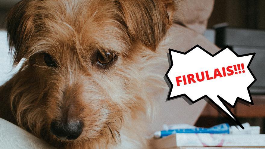 NOMBRES DE PERROS | Firulais: ¿Por qué se llaman así los perros de los  memes?