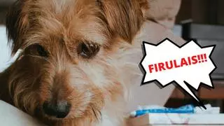 ¿Por qué los perros de los memes se llaman Firulais?