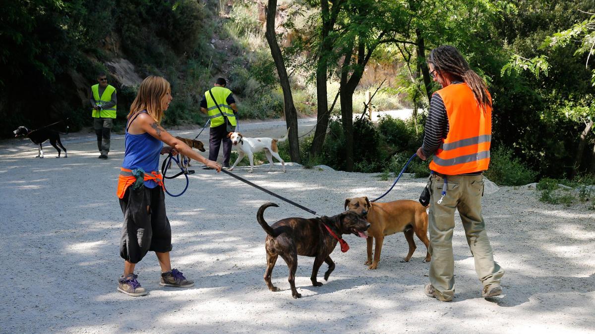 Perros paseados en torno al Centro de Acogida de Animales de Compañía de Barcelona, en una imagen de archivo.