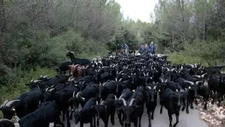 250 cabras recorren 60 kilómetros por Catalunya para recuperar una antigua ruta ganadera