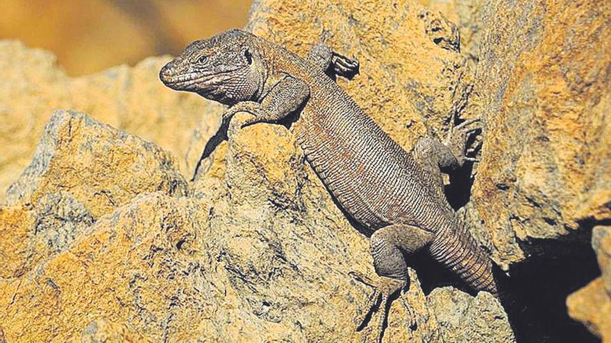 La Ley de Bienestar Animal choca con la conservación de la fauna canaria