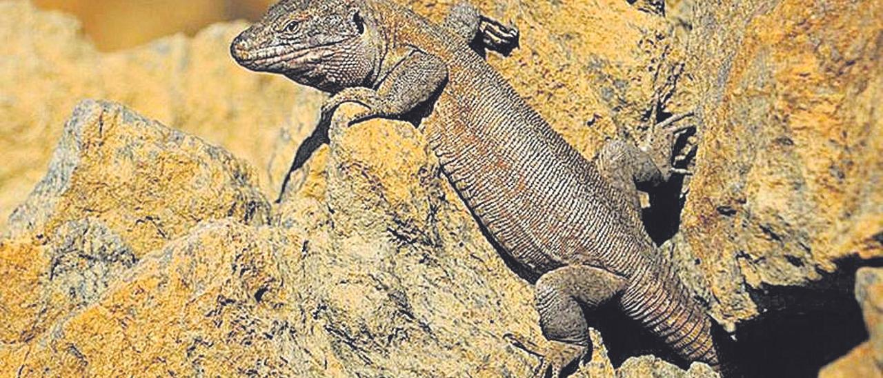 Lagarto gigante de Tenerife.