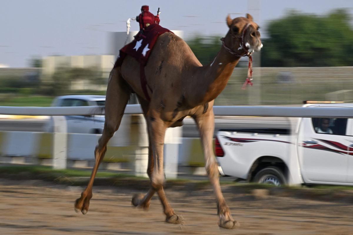 Carrera de camellos con jinetes-robot en Al Sheehaniya (Doha).