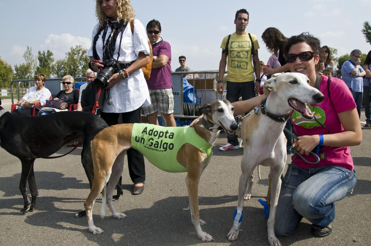 Perros y gastos abandonados acaban en manos de las protectoras donde pueden ser adoptados por nuevas familias.