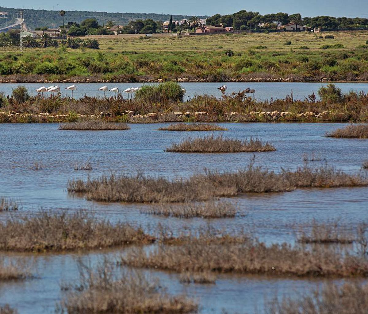 Flamencos y una pareja de cerceta pardilla. | ALEX DOMÍNGUEZ/M. A.PAVÓN