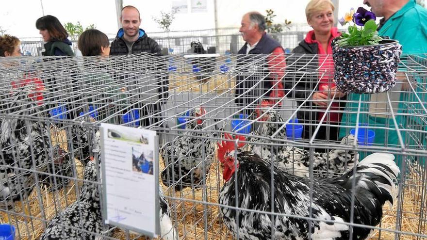 Uno de los certámenes de la pita pinta organizados en la región.