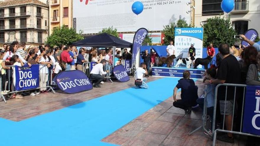 Pasarela instalada en la plaza de Constitución.