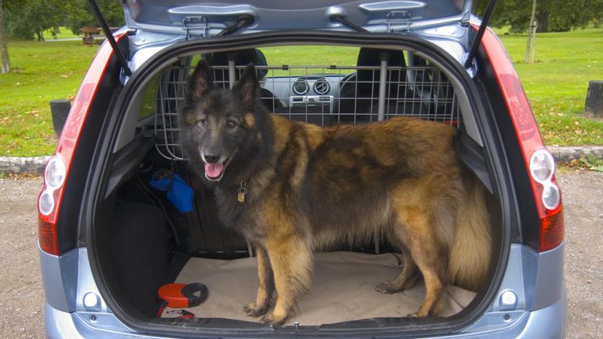 Es importante tomar precauciones a la hora de viajar con perros en el coche.